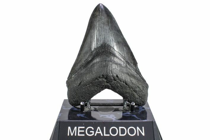 Serrated, Fossil Megalodon Tooth - South Carolina #362245